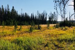Recreational Property in Albany County, Wyoming