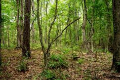 Farm and Ranch for sale in Morehouse Parish, Louisiana