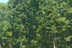 Undeveloped Land for sale in Laurens County, South Carolina