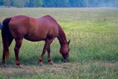 Farm and Ranch for sale in White County, Arkansas