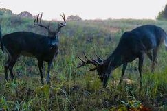 Undeveloped Land for sale in Izard County, Arkansas