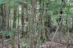 Timberland Property for sale in Etowah County, Alabama