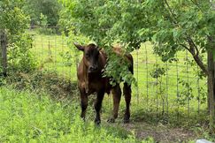 Farm and Ranch for sale in Liberty County, Texas