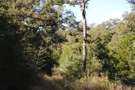 Land in Milam County, Texas