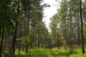 Recreational Property in Coweta County, Georgia