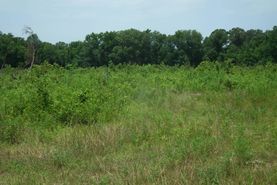 Timberland Property in Lowndes County, Mississippi