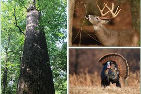 Recreational Property in Cleveland County, Arkansas