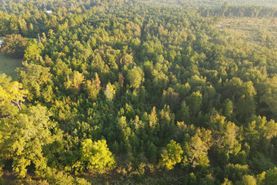 Timberland Property in Cass County, Texas