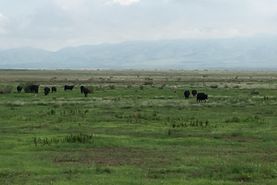 Farm and Ranch in Graham County, Arizona
