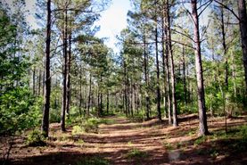 Undeveloped Land in Greenwood County, South Carolina
