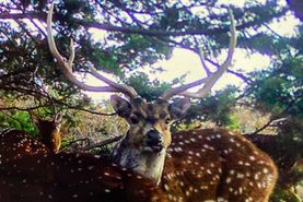 Hunting Property in Kimble County, Texas
