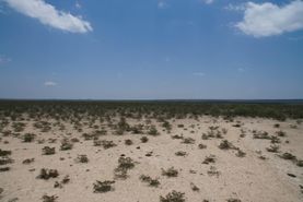 Timberland Property in Terrell County, Texas