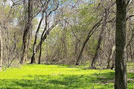 Timberland Property in Titus County, Texas