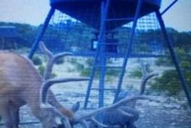 Farm and Ranch in Edwards County, Texas