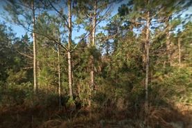 Farm and Ranch in Flagler County, Florida