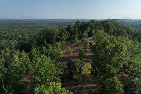 Timberland Property in Calhoun County, Alabama