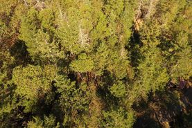 Homesite in Jackson County, Oregon