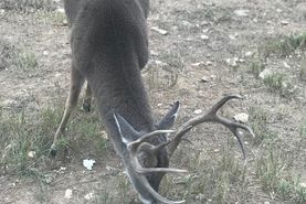 Timberland Property in Val Verde County, Texas