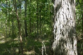 Farm and Ranch in Lawrence County, Alabama