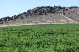 Timberland Property for sale in Harney County, Oregon