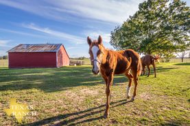 Timberland Property in Grimes County, Texas