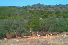Undeveloped Land in Edwards County, Texas