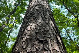 Undeveloped Land in Panola County, Mississippi