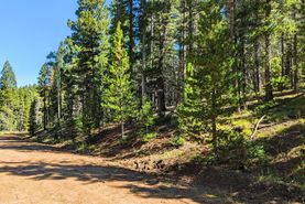 Timberland Property in Costilla County, Colorado
