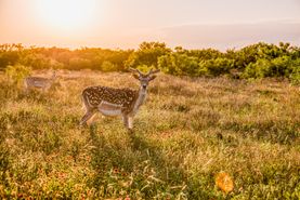 Farm and Ranch in Coleman County, Texas