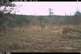 Farm and Ranch in Attala County, Mississippi