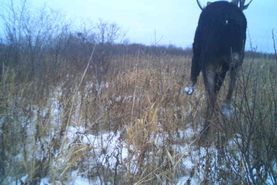 Timberland Property in Polk County, Minnesota