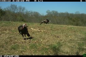 Undeveloped Land in Mercer County, Missouri