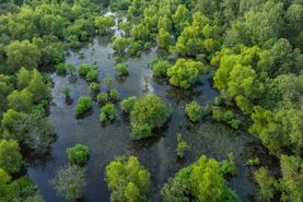 Undeveloped Land for sale in Upshur County, Texas