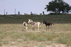 Farm and Ranch in Bailey County, Texas