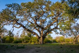 Farm and Ranch in Bee County, Texas