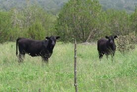 Timberland Property for sale in Lincoln County, New Mexico