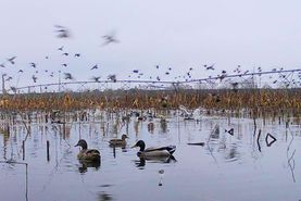 Farm and Ranch in Sumter County, South Carolina