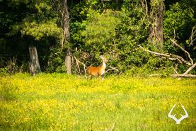 Farm and Ranch for sale in Rusk County, Texas