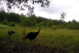 Timberland Property for sale in Calhoun County, Arkansas