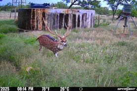 Recreational Property for sale in Coke County, Texas