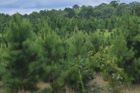 Farm and Ranch for sale in McCurtain County, Oklahoma