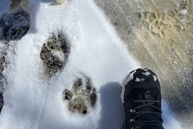 Farm and Ranch in Frederick County, Virginia