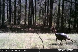 Farm and Ranch for sale in Marshall County, Mississippi