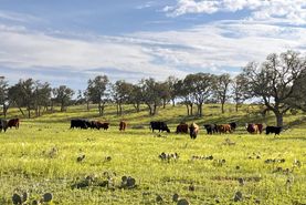 Farm and Ranch for sale in McCulloch County, Texas