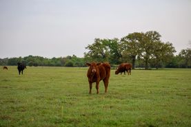 Timberland Property for sale in Milam County, Texas