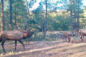 Recreational Property for sale in Cibola County, New Mexico