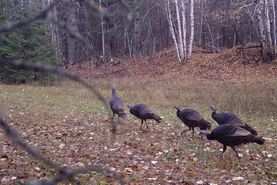 Recreational Property in Beltrami County, Minnesota