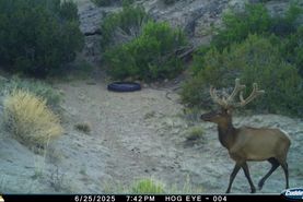 Farm and Ranch in Cibola County, New Mexico