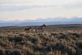 Recreational Property for sale in Sublette County, Wyoming