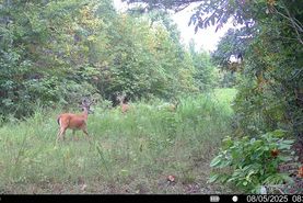 Farm and Ranch for sale in Benton County, Tennessee